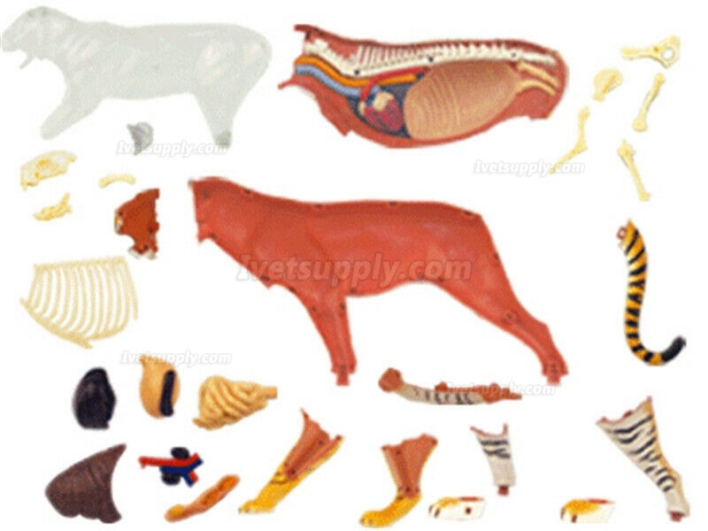 Tiger Anatomy Science And Education Assembled Model Teaching Model